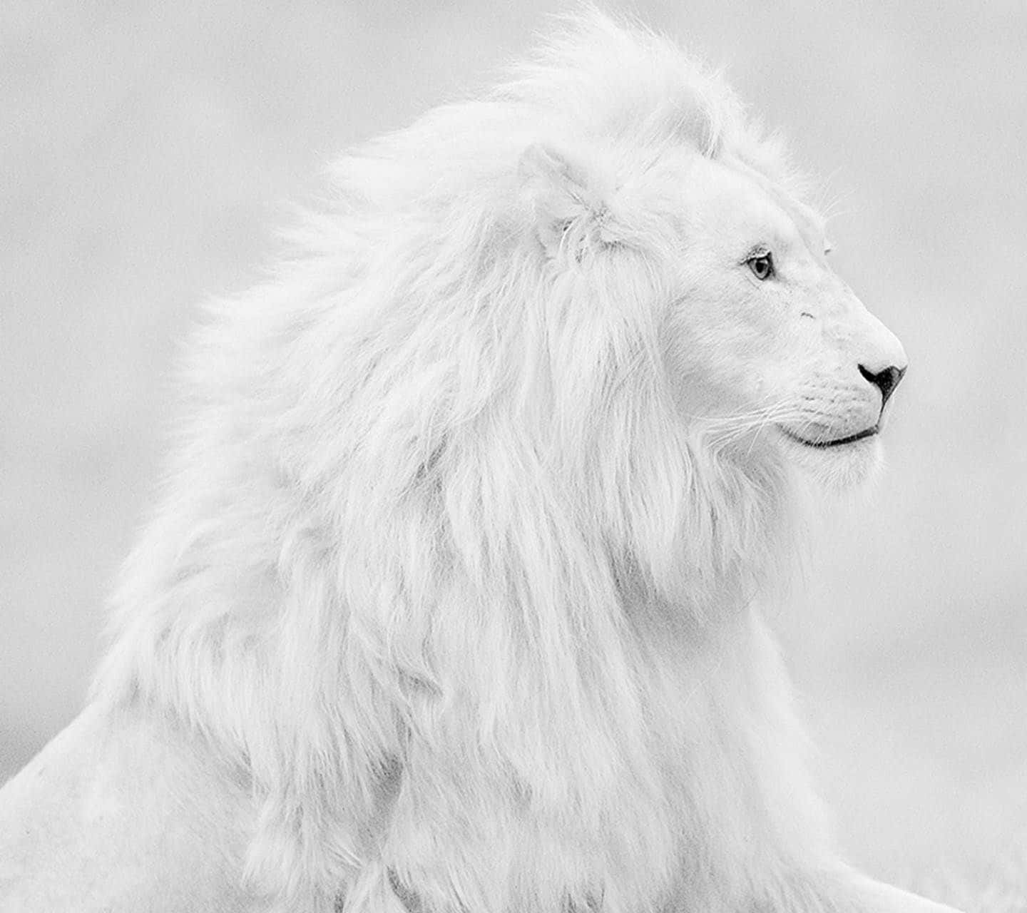 Majestätisksvart-vit Lejon. Wallpaper