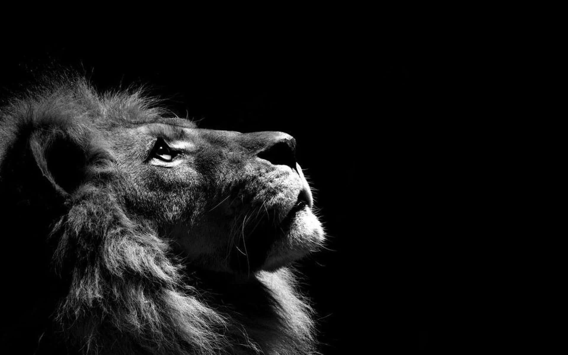"The Mighty Kings of the Jungle - A Majestic Black and White Lion" Wallpaper