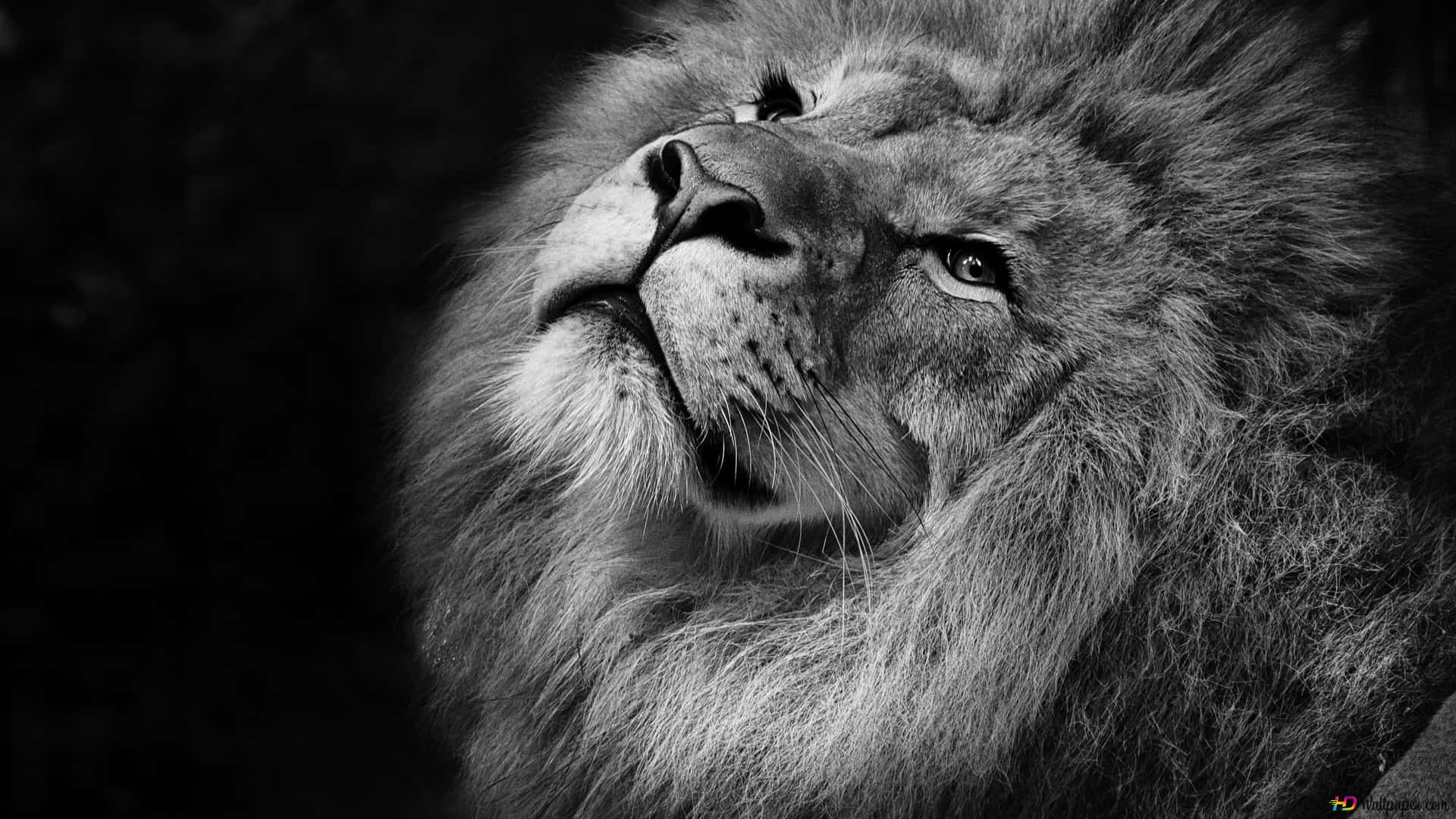 Truende men gracefuld sort & hvid løve konge Wallpaper