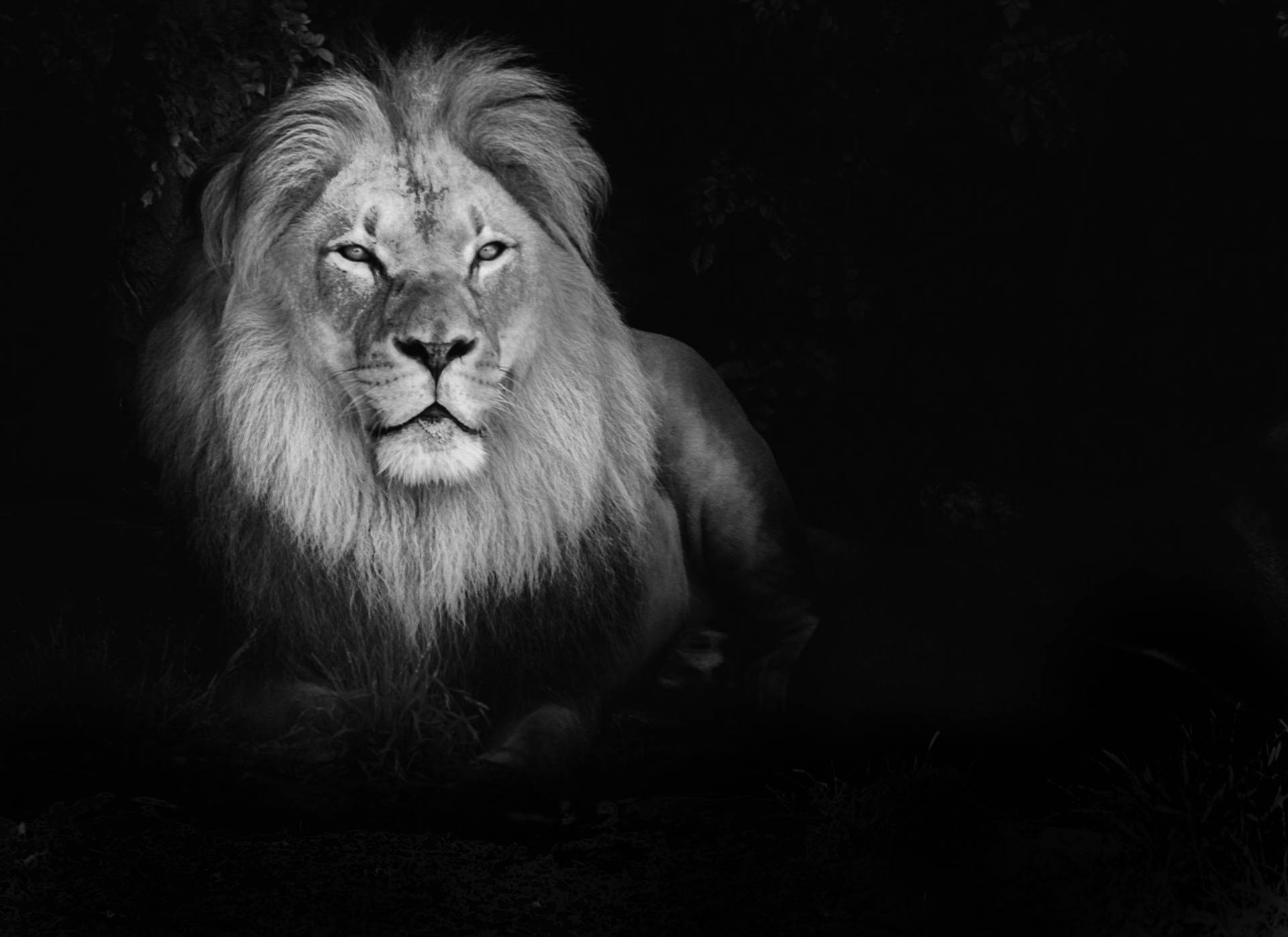 Black And White Lion