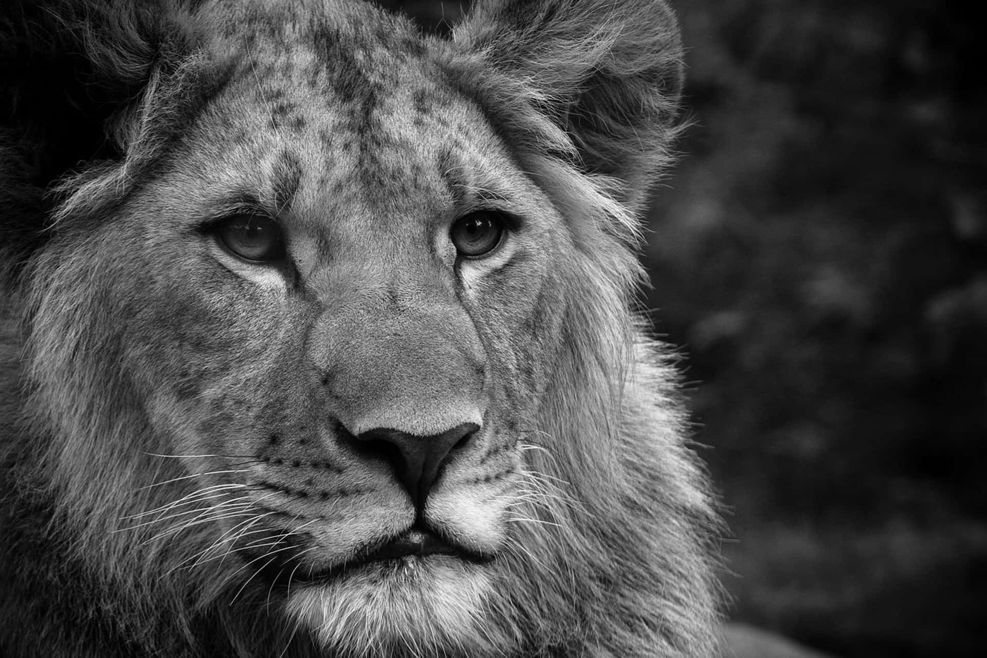 Black And White Lion Face Wallpaper