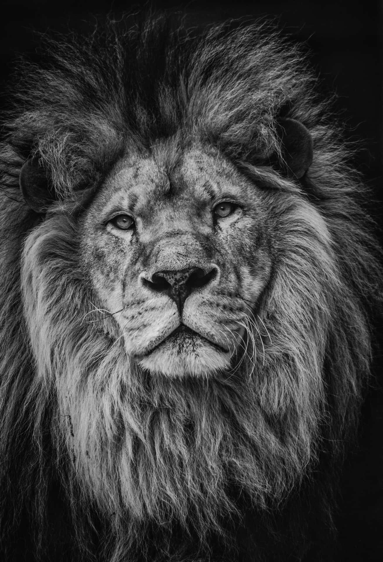 A Proud Black and White Lion Wallpaper