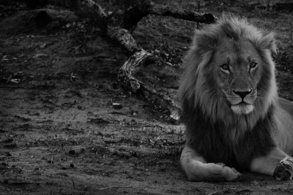 Excellent Black And White Lion Wallpaper