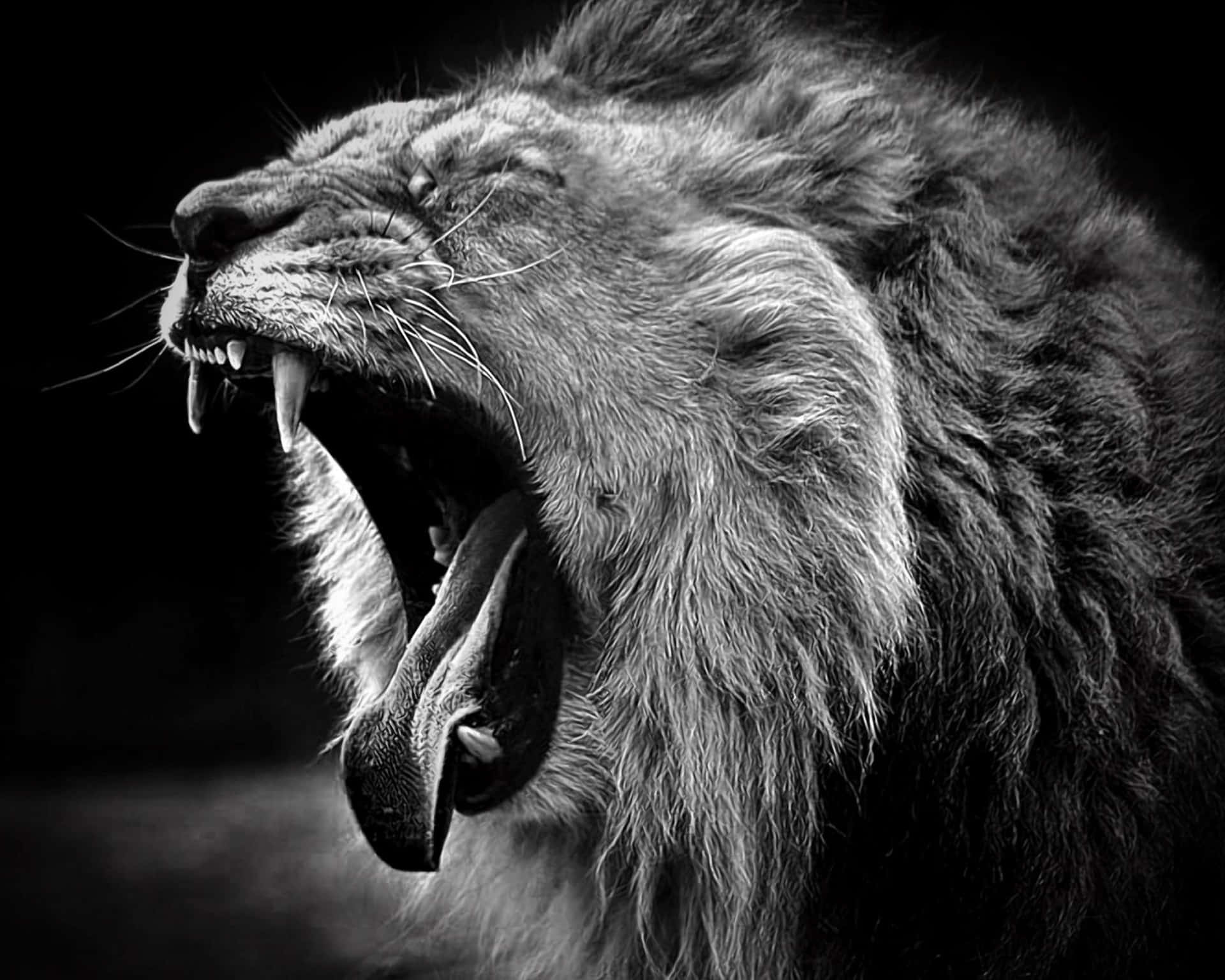 Open Wide Black And White Lion Wallpaper