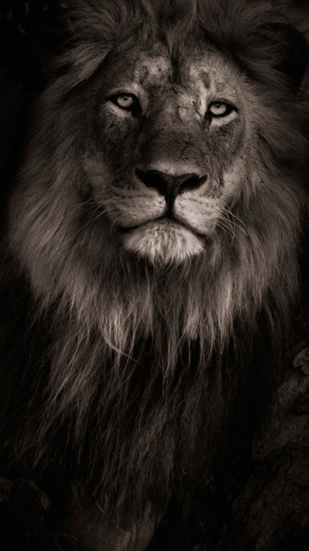 Black And White Lion Iphone Wallpaper