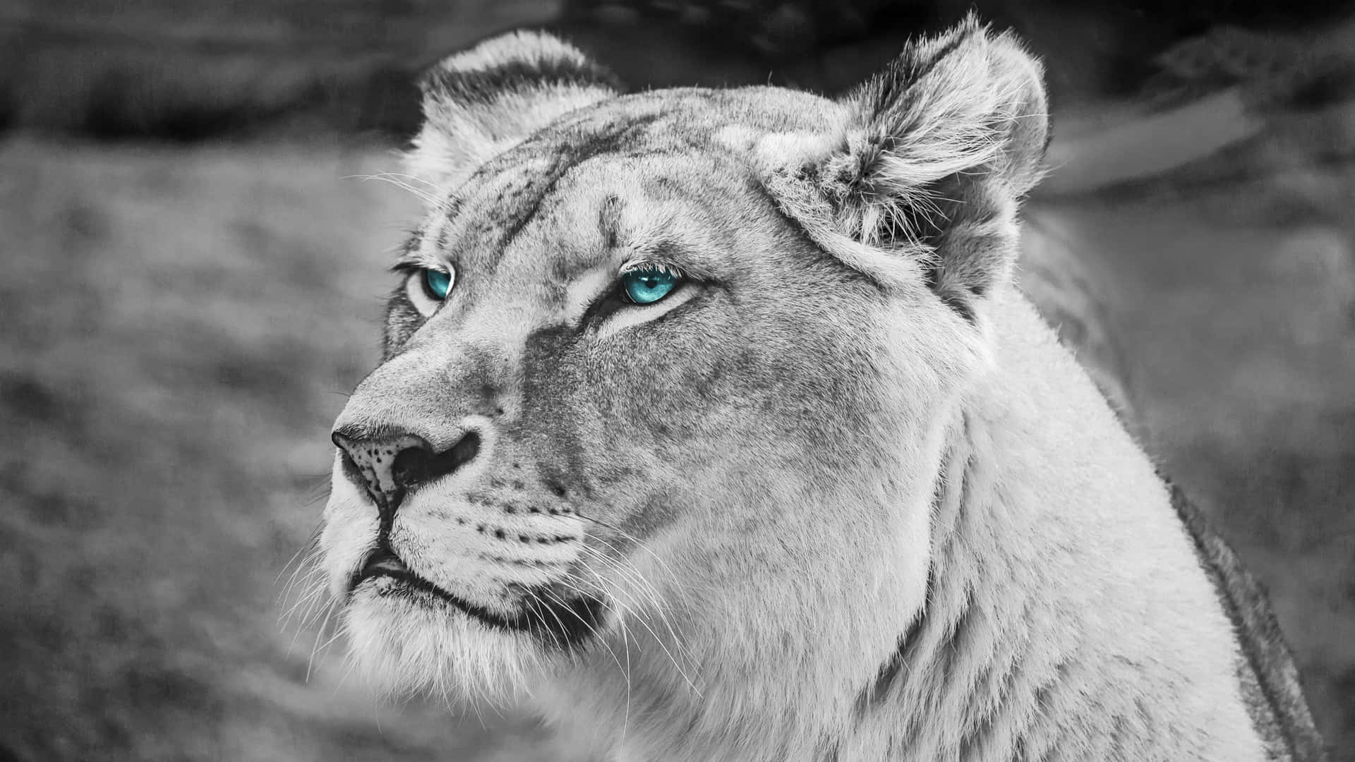 Download Black And White Lion Wallpaper 