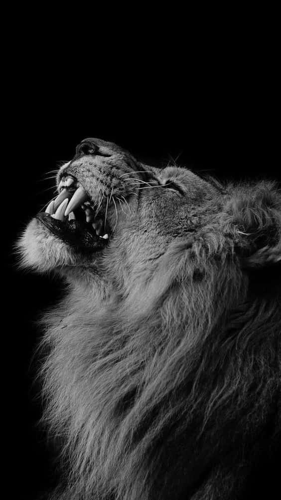 "A Black and White Lion Roaring" Wallpaper