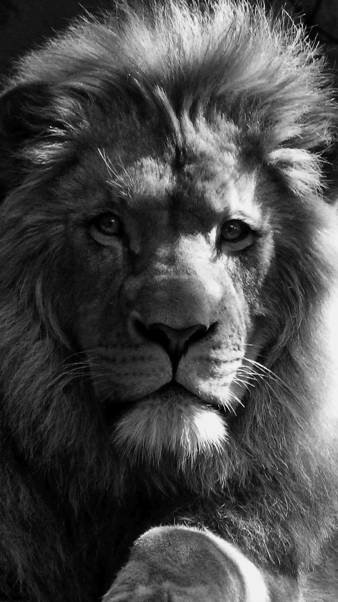 En sort og hvid løve, et symbol på magt og styrke gennem modgang. Wallpaper