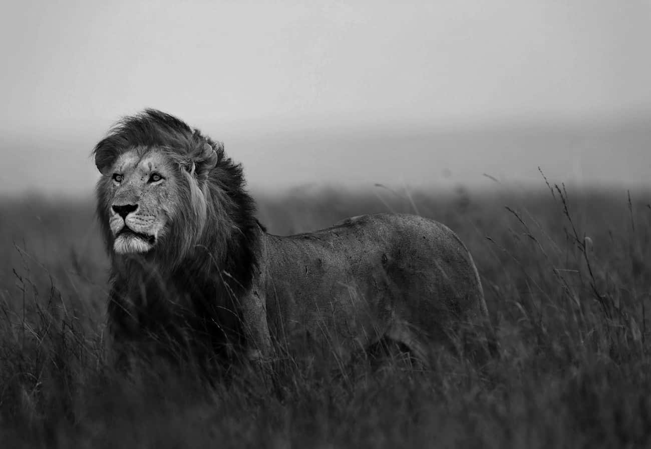 Black And White Lion In Grass Wallpaper