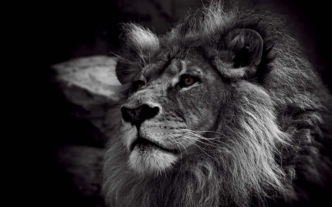 A majestic black and white lion standing proud. Wallpaper