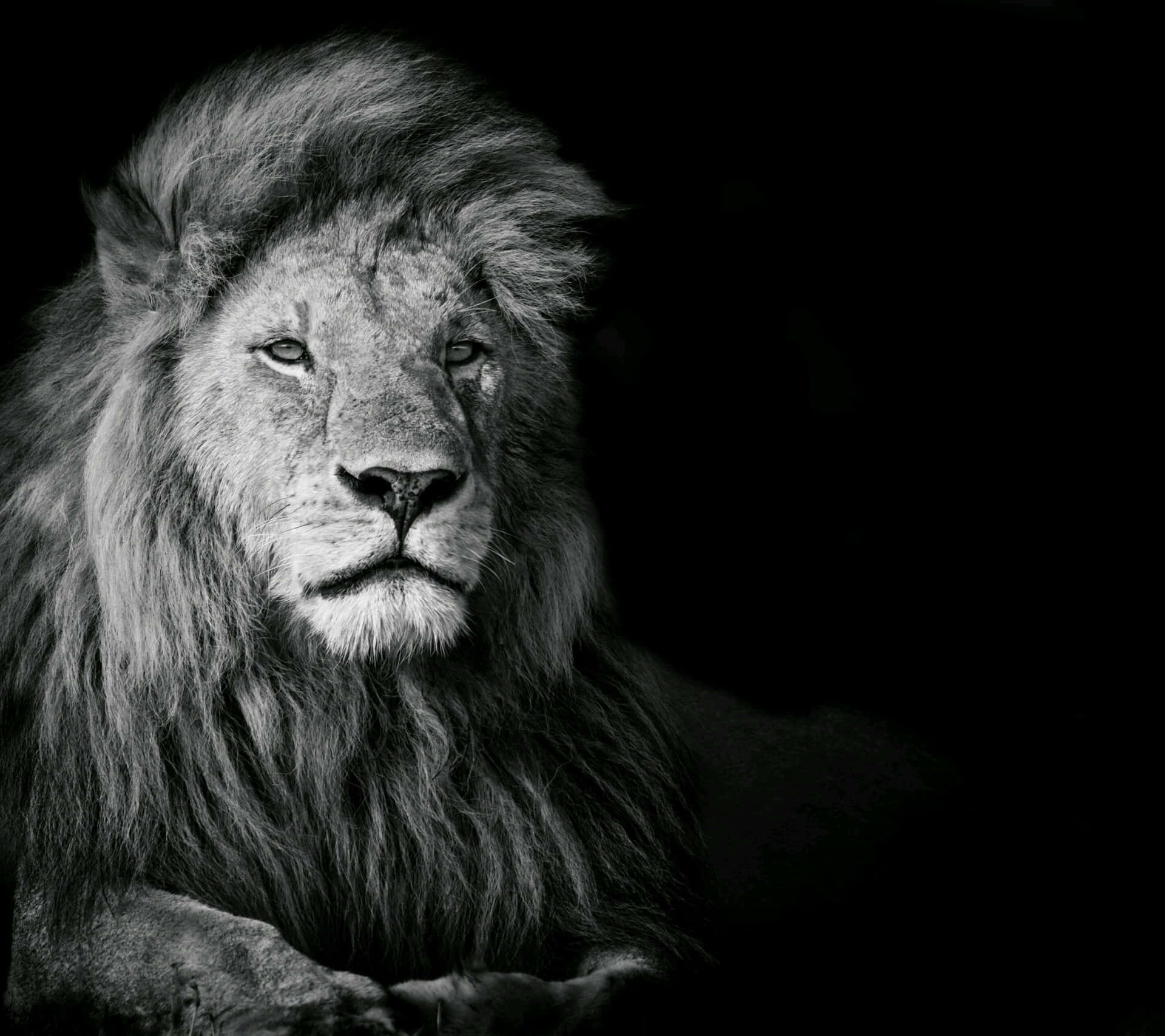Majestätisksvart-vit Lejon. Wallpaper