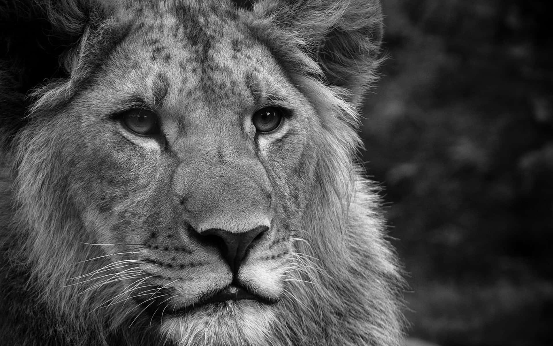 A majestic black and white lion in their natural habitat. Wallpaper