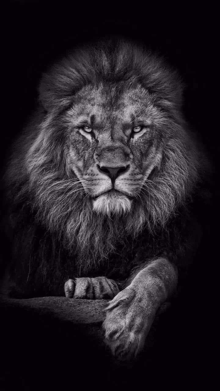 En majestætisk sort og hvid løve. Wallpaper