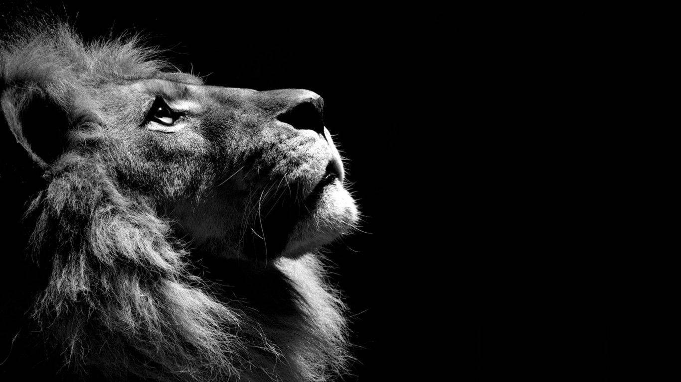 A majestic lion amongst a majestic landscape in black and white. Wallpaper