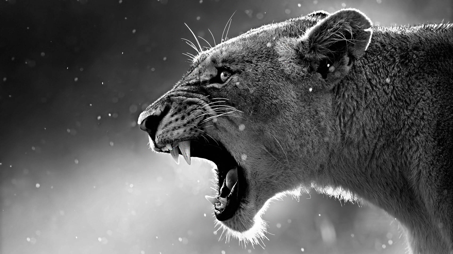 Black And White Lioness Animal