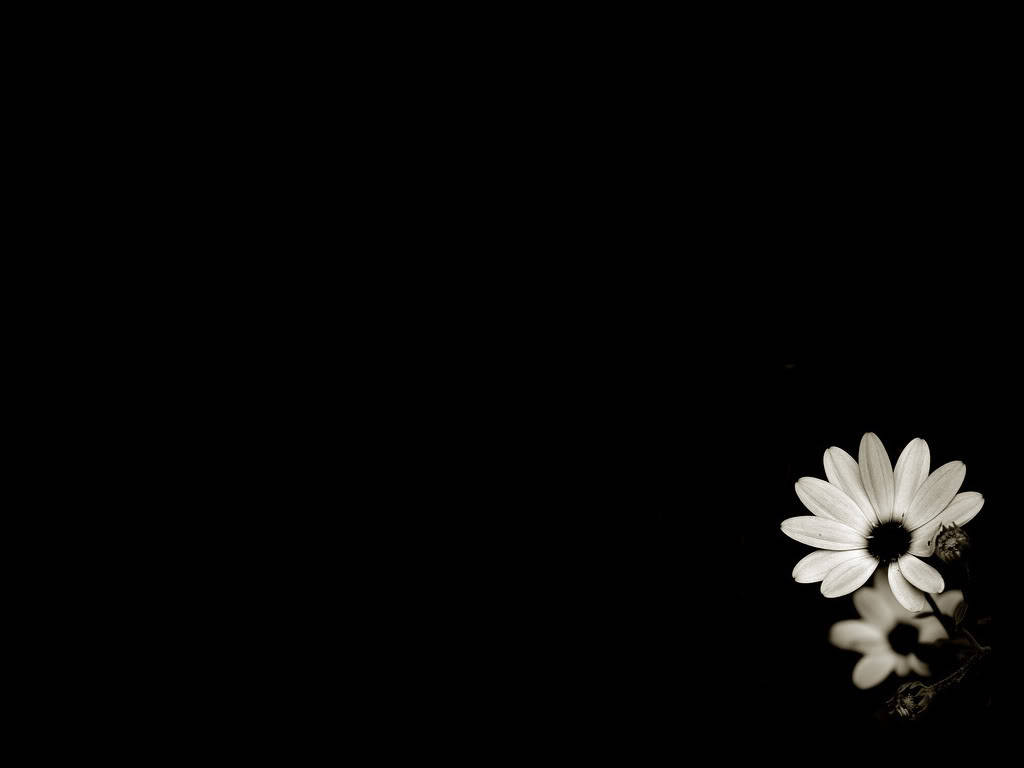 Black And White Lone Flower Ground Wallpaper