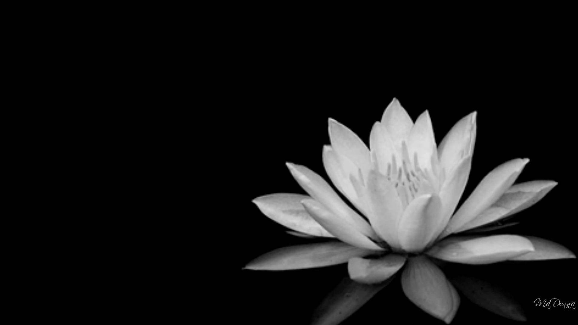 Black And White Lotus Flower Wallpaper