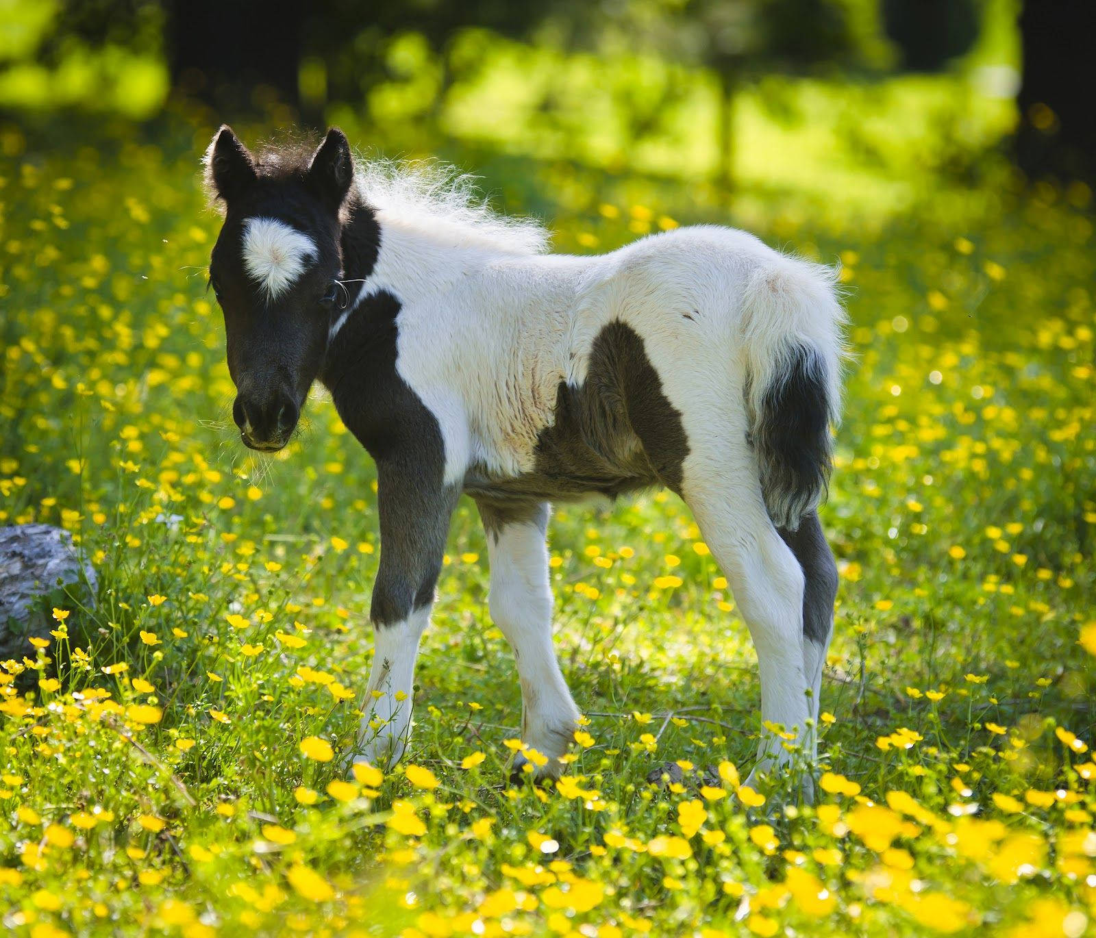 Black And White Miniature Foal On Buttercup Pasture Wallpaper