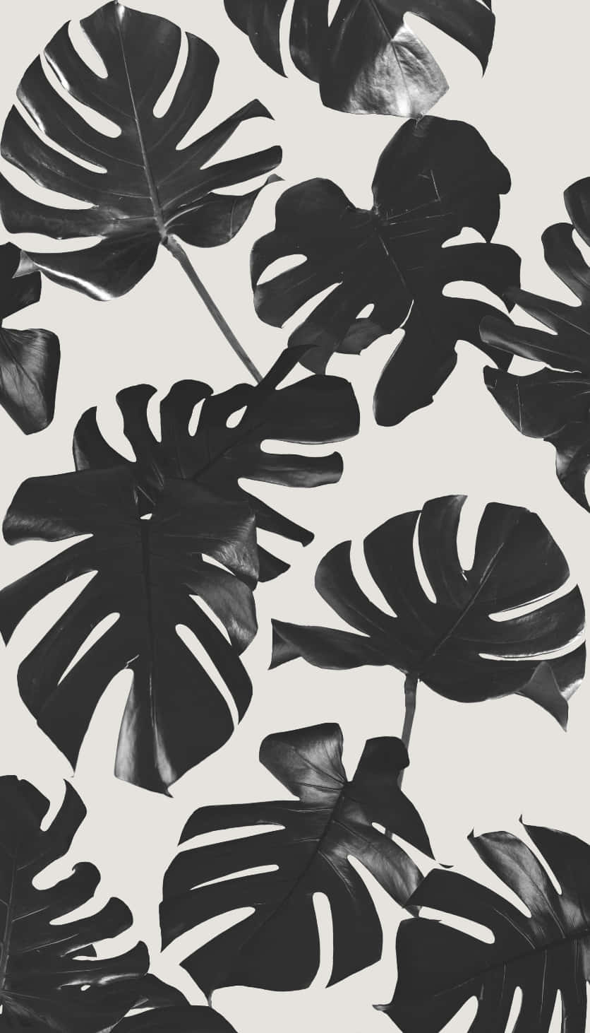 Black And White Monstera Leaves Wallpaper