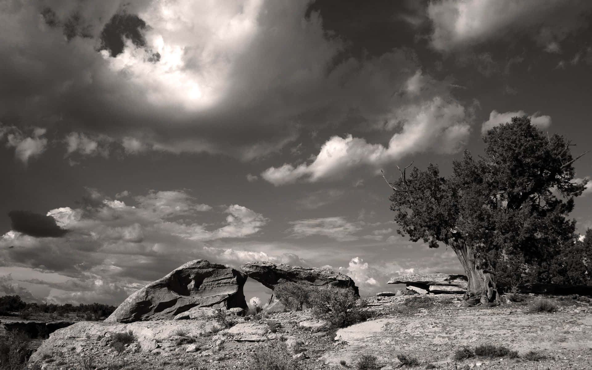 Tranquil Monochrome Forest Scene Wallpaper