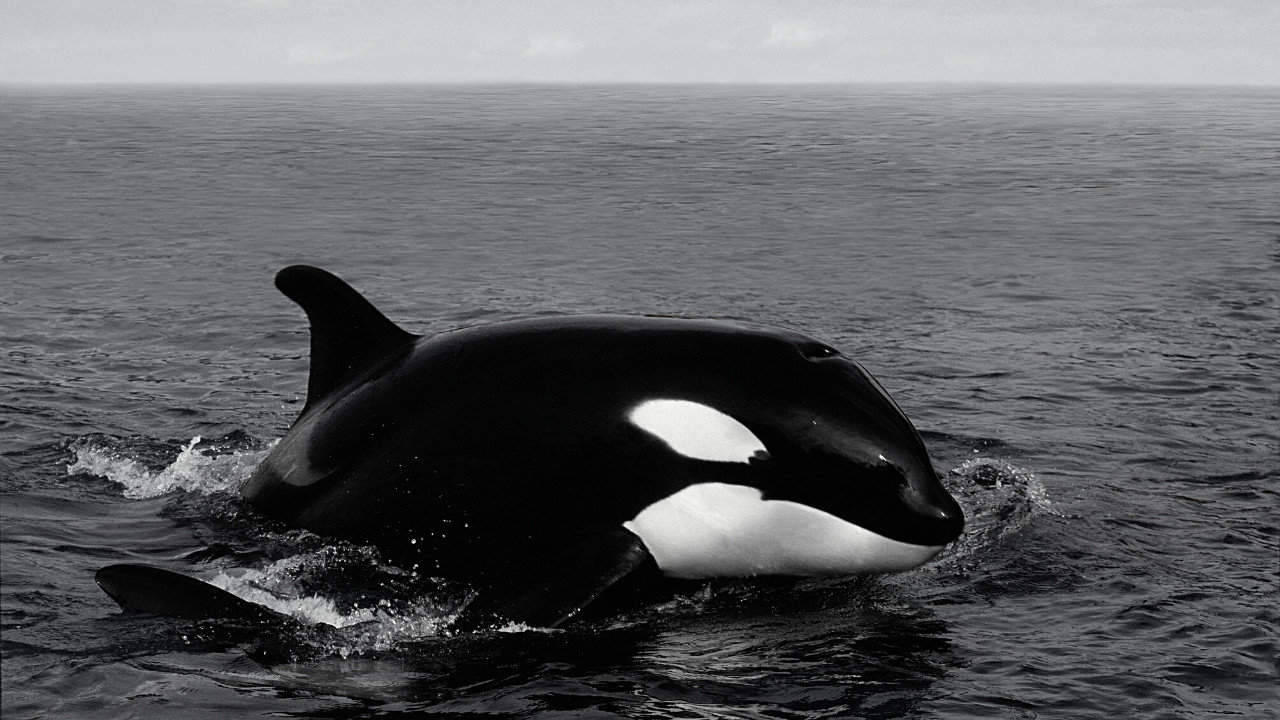 Black And White Orca Wallpaper