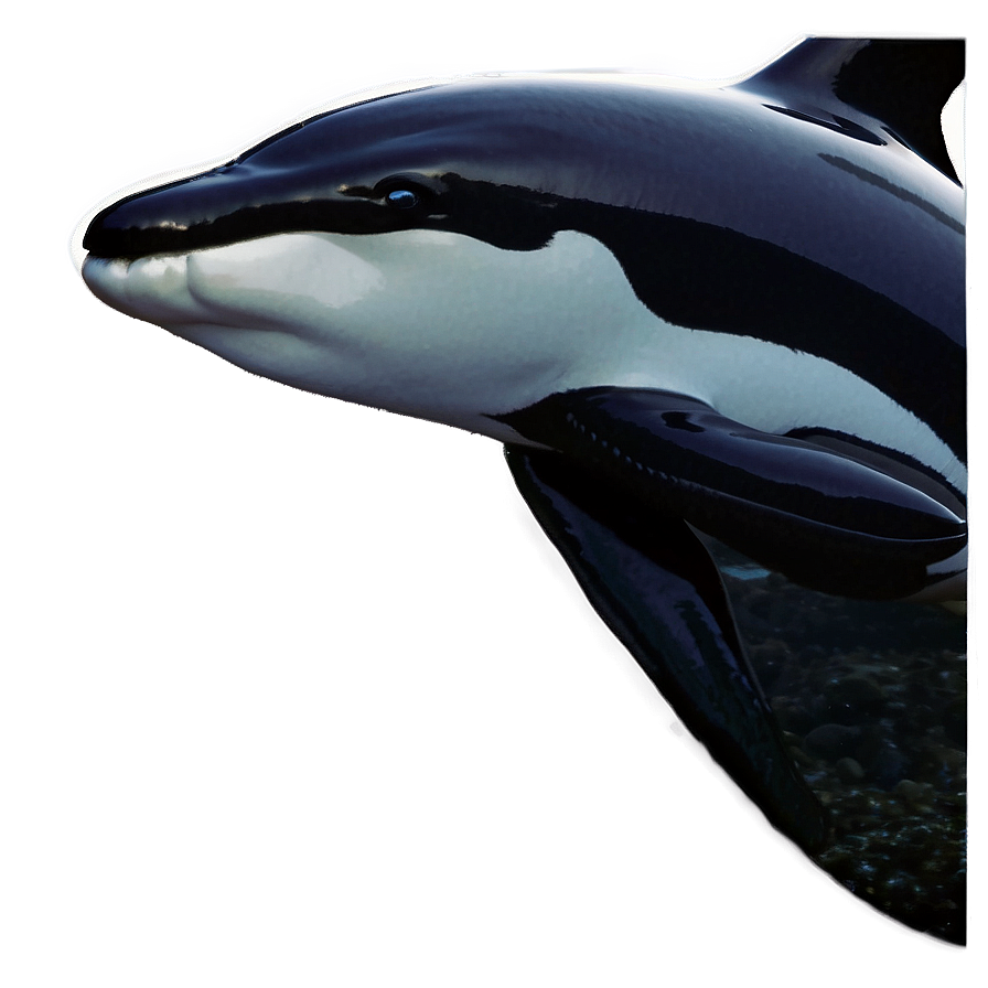 Download Black And White Orca Png Tih | Wallpapers.com