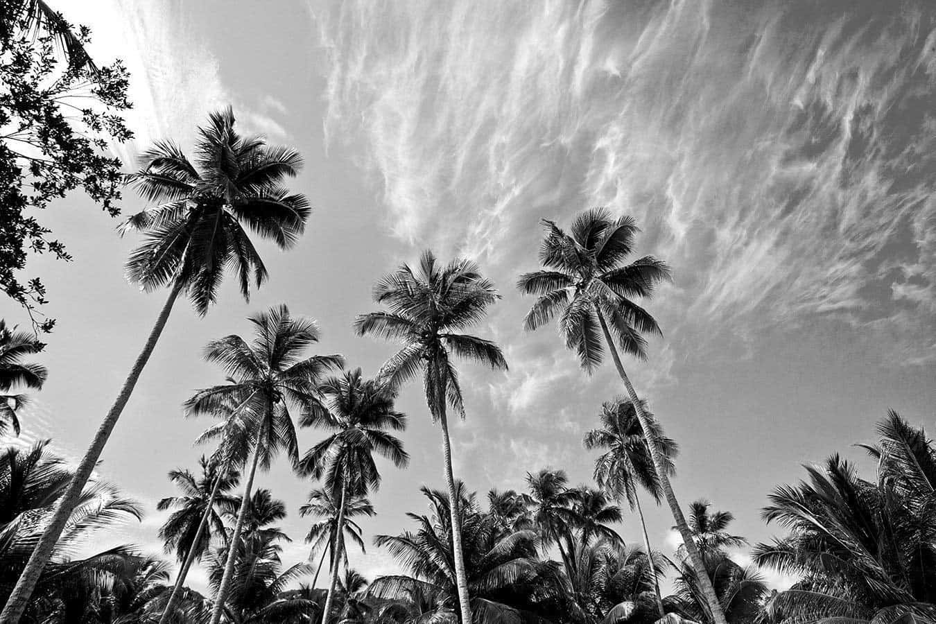 Schwarzeund Weiße Palmen Unter Bewölktem Himmel Wallpaper