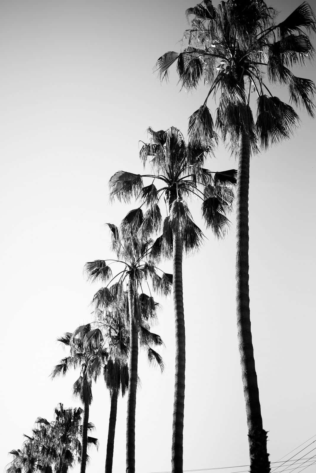 Los Angeles Black And White Palm Trees Portrait Wallpaper