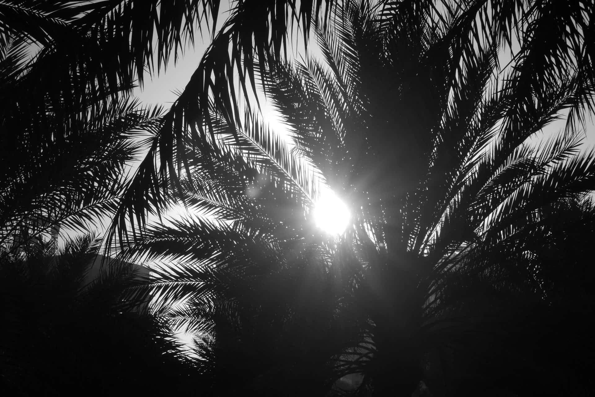Sun Between Black And White Palm Trees Wallpaper