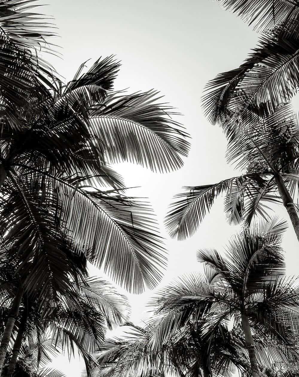 A starkly contrasting black and white Palm Tree against a sandy shoreline. Wallpaper