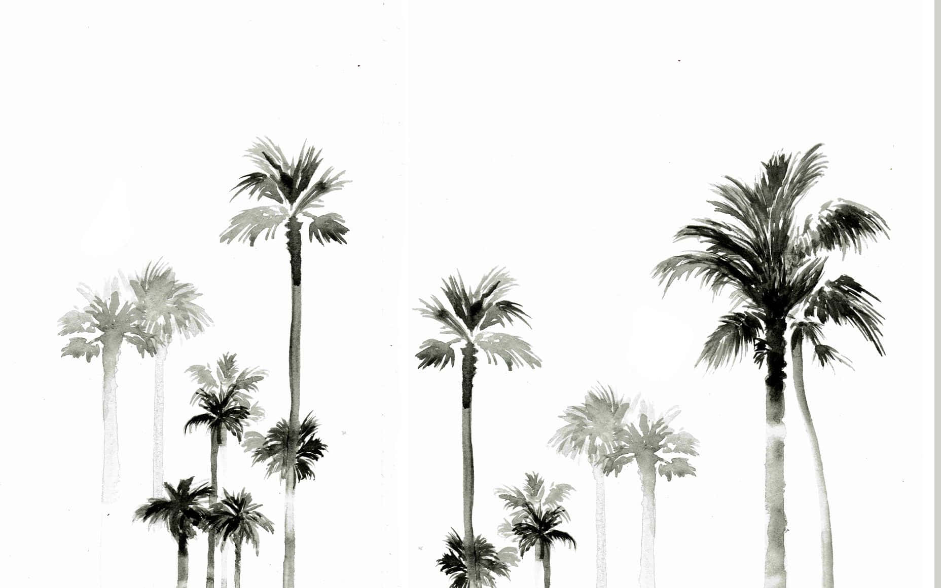 Umcontraste Impressionante De Cores Preto E Branco, Esta Palmeira É Alta E Tem Uma Graça Atraente. Papel de Parede