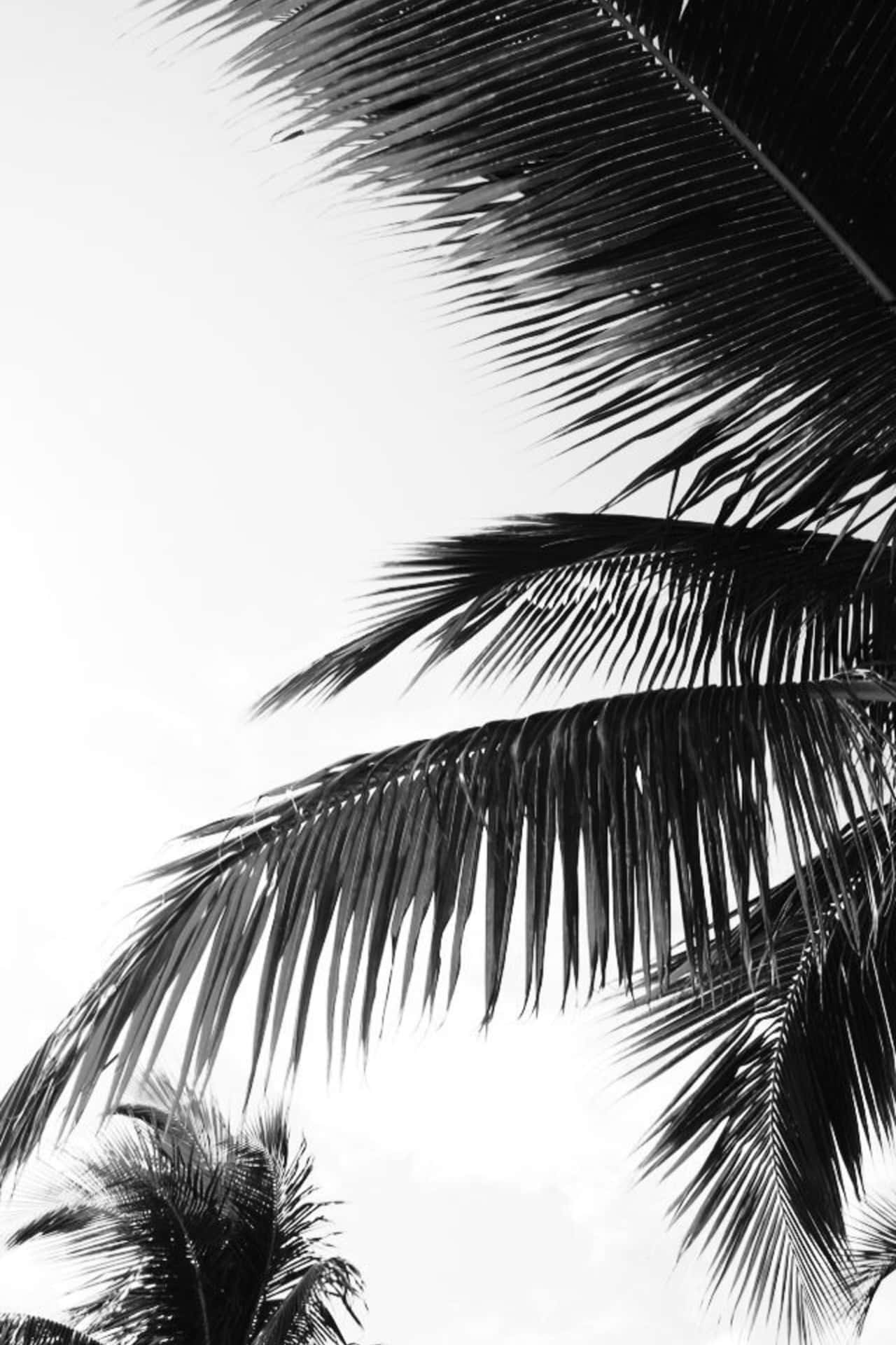 A powerful silhouette of a Palm tree in a stunning black and white photograph Wallpaper