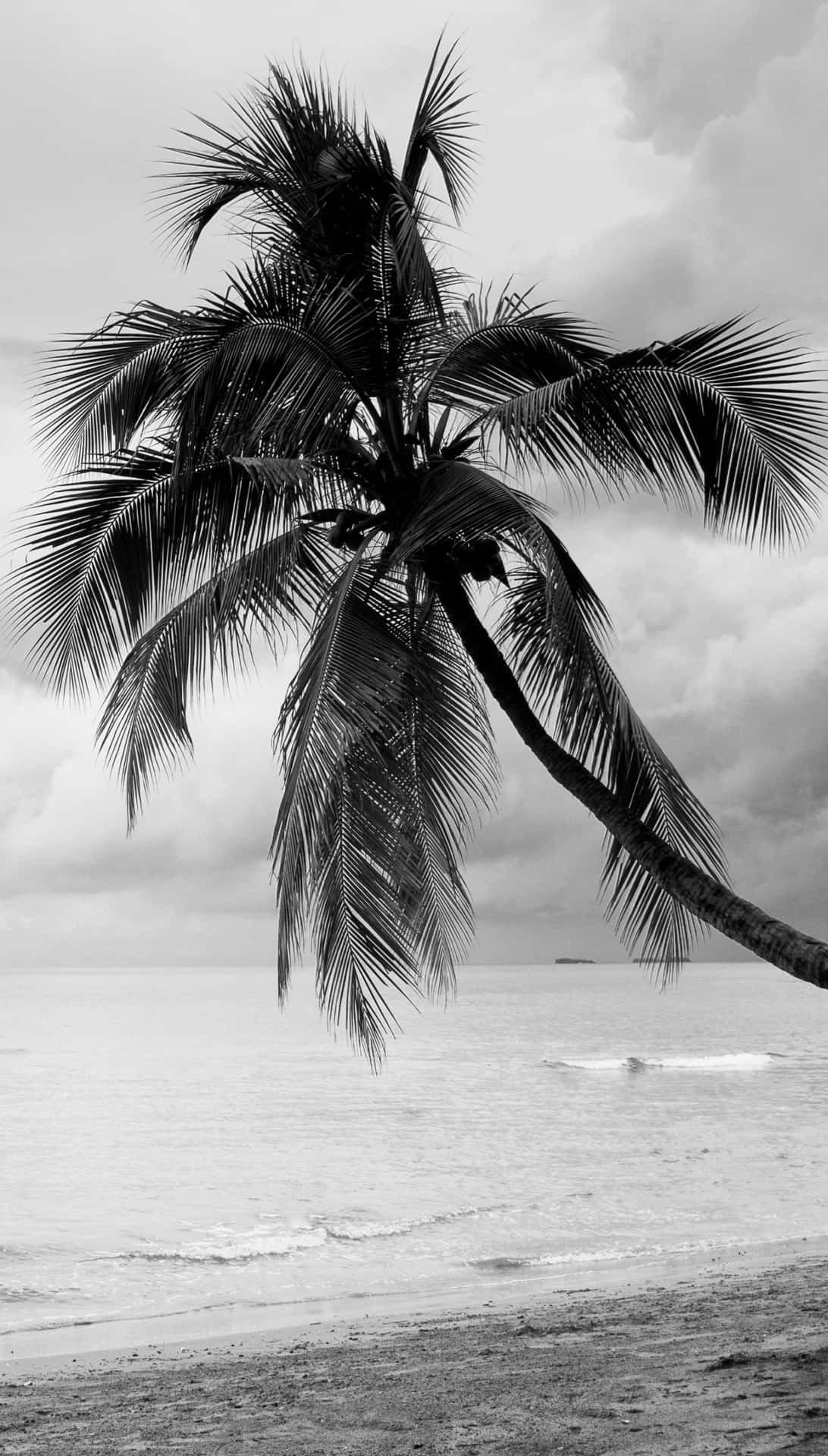 Sort og hvid palme træ ved stranden Tapet Wallpaper