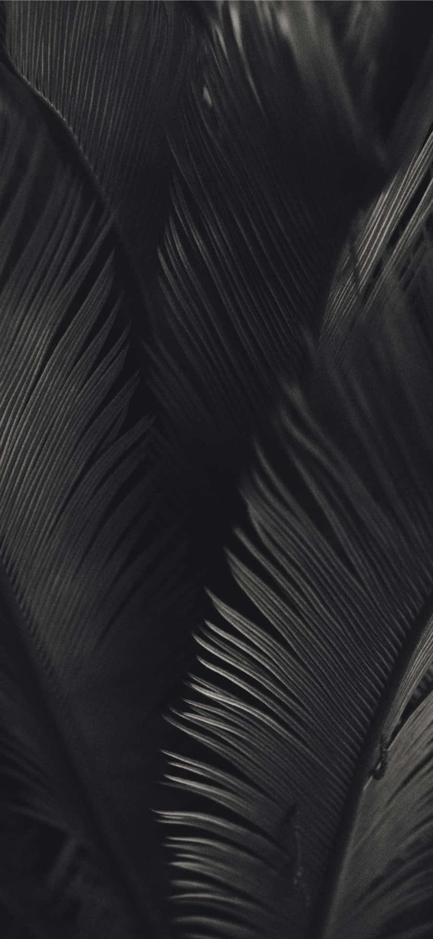 Sort og hvid Palm Tree Blade Mørk Æstetik Wallpaper