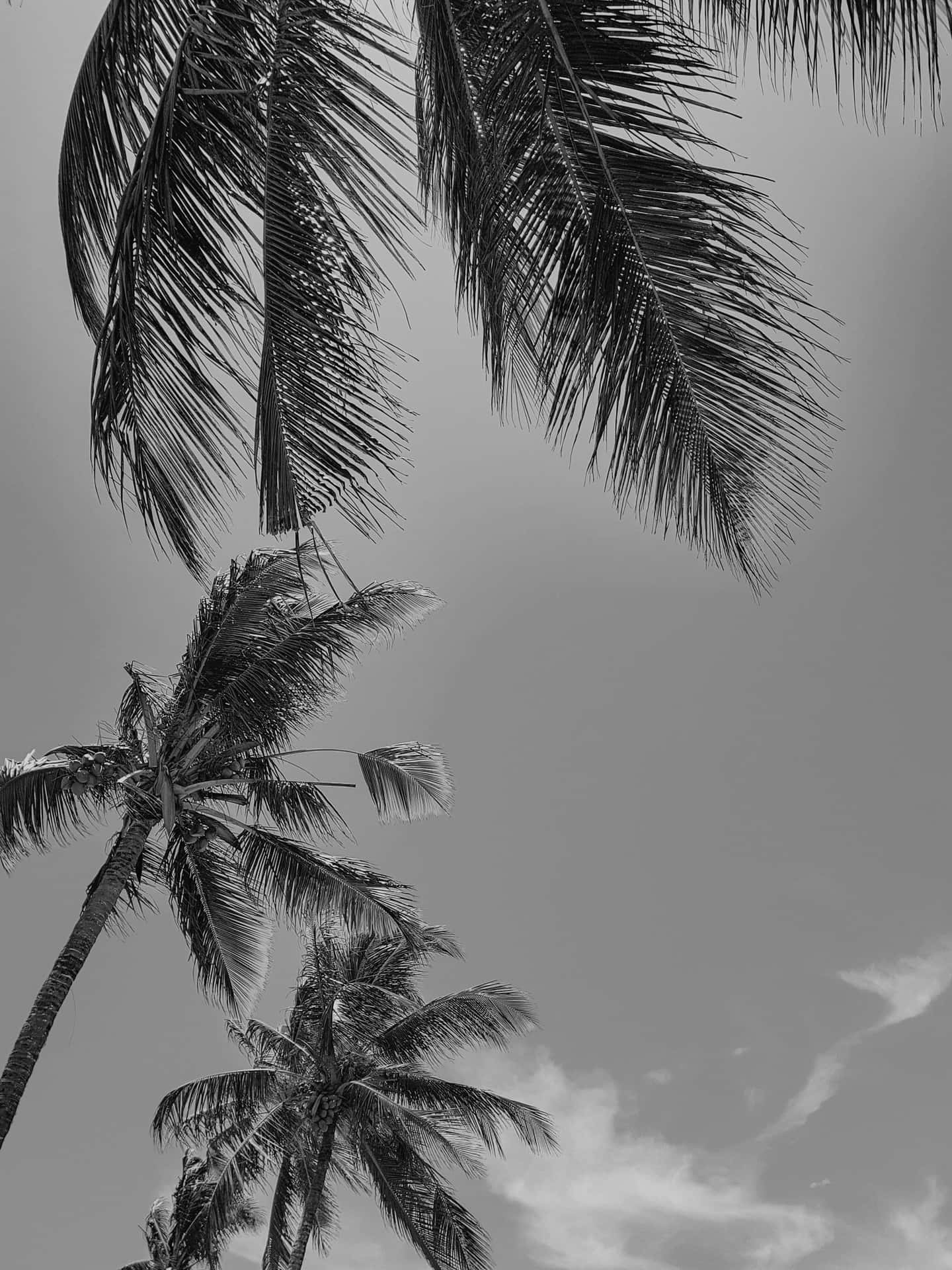 A black and white palm tree stands in a deserted beach. Wallpaper