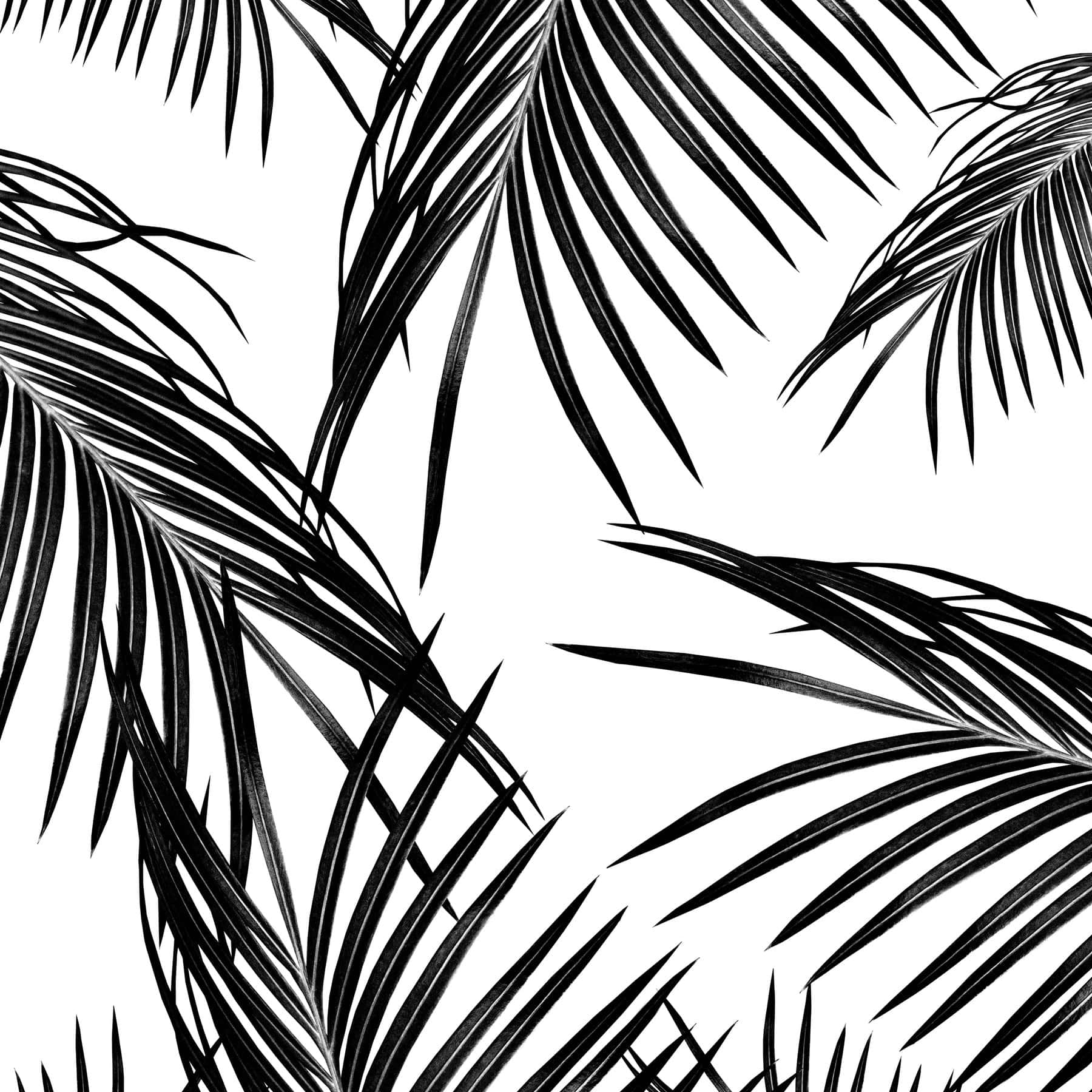 Eineverlockende Schwarz-weiße Oase Mit Einer Palme. Wallpaper