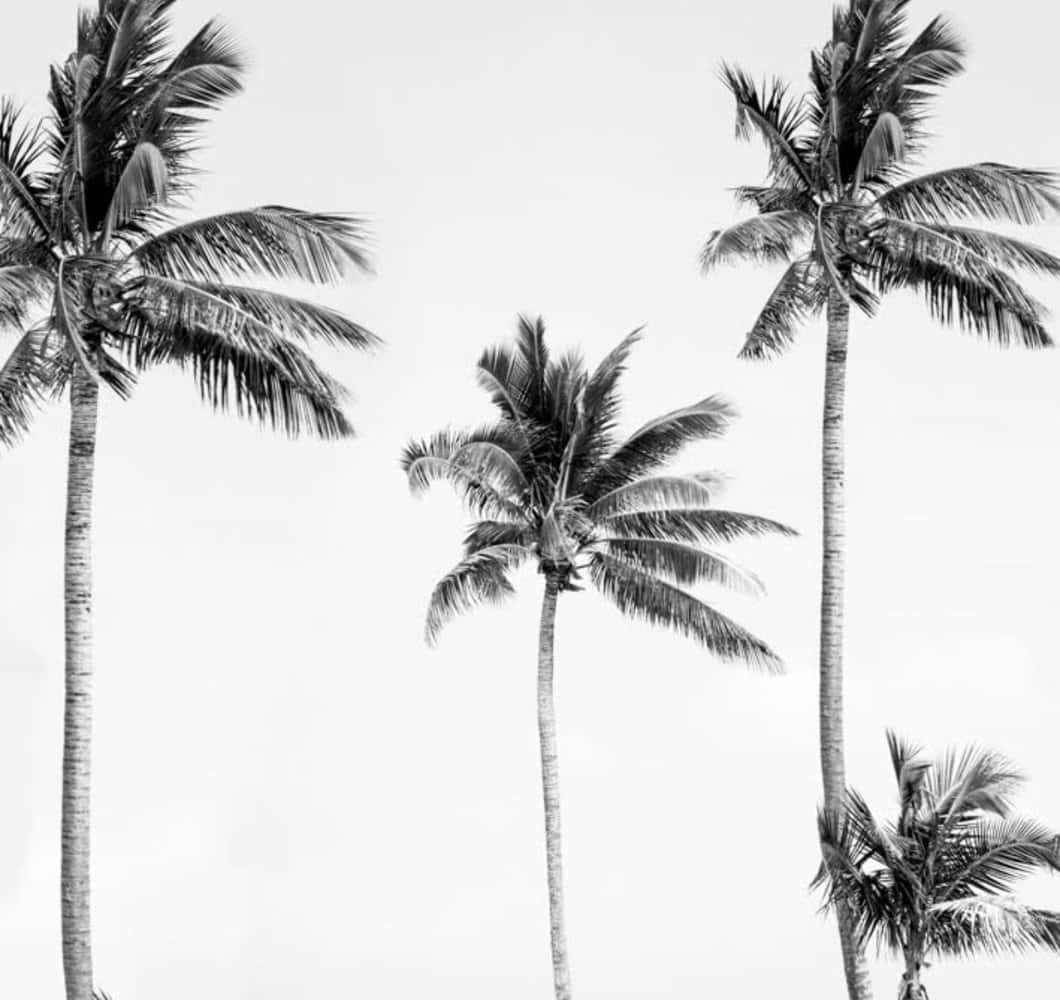 Black And White Palm Tree Mural Wallpaper