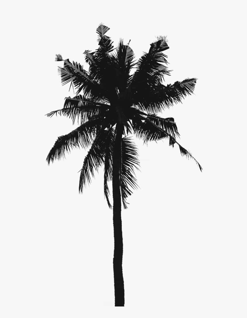 Pragtfulde højflyvende palmer træ i stærkt sort og hvid. Wallpaper