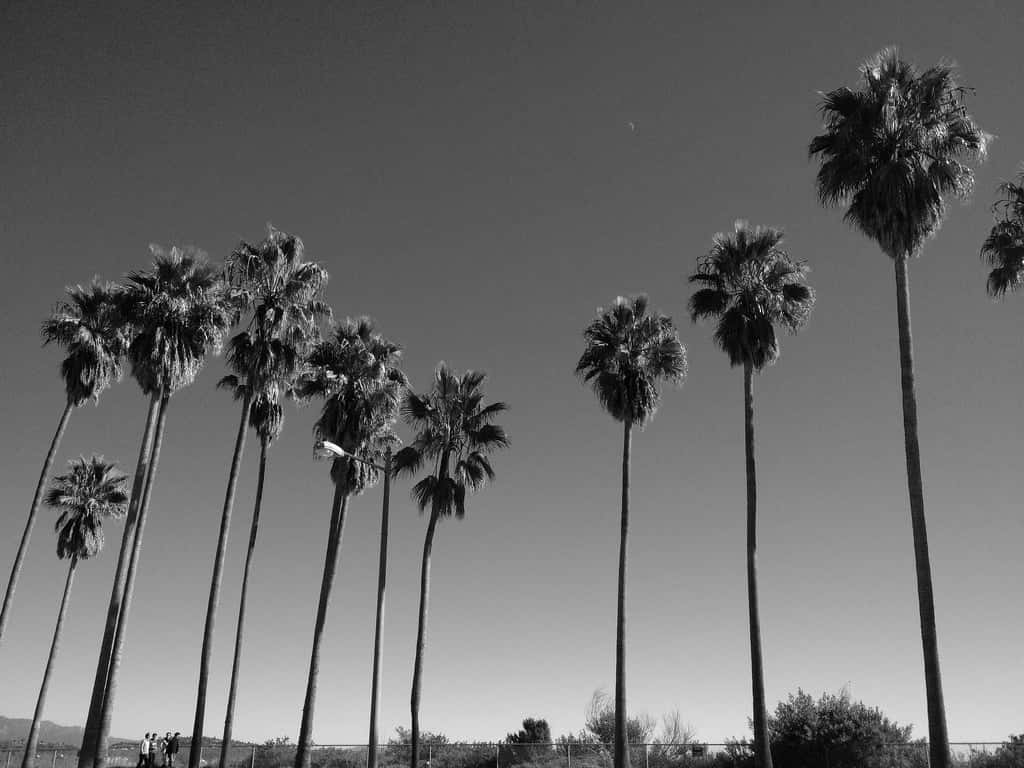 Black And White Palm Trees In Los Angeles California Wallpaper