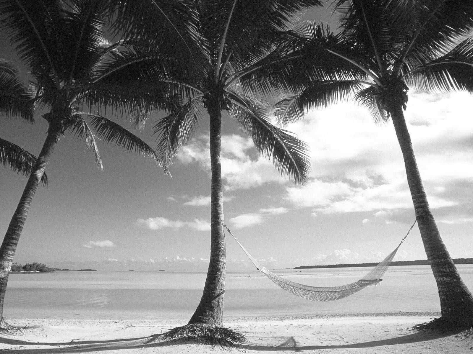 Black And White Palm Trees With Hammock Swing Wallpaper