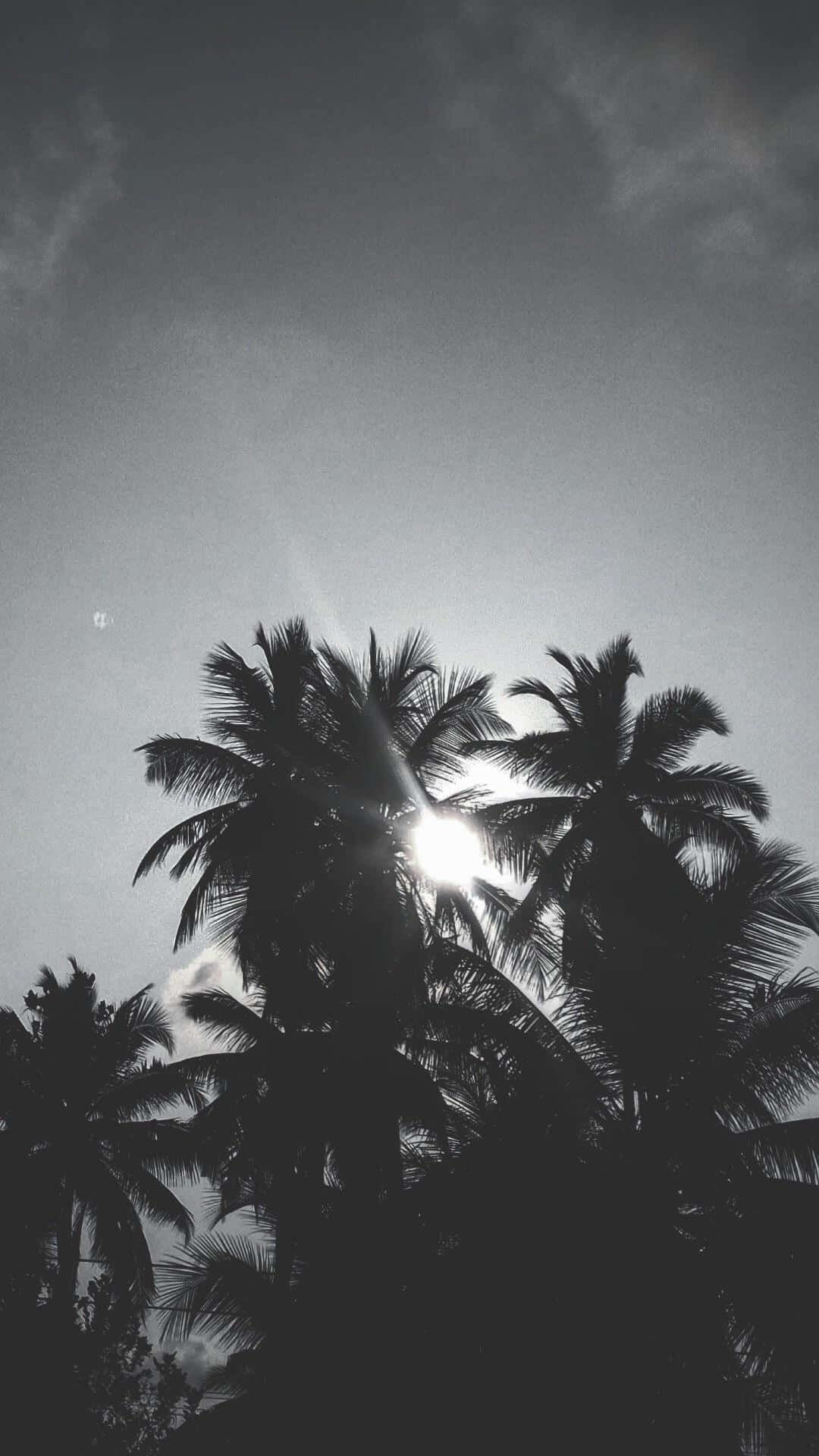 Schwarzeund Weiße Palmen Bedecken Die Sonne. Wallpaper