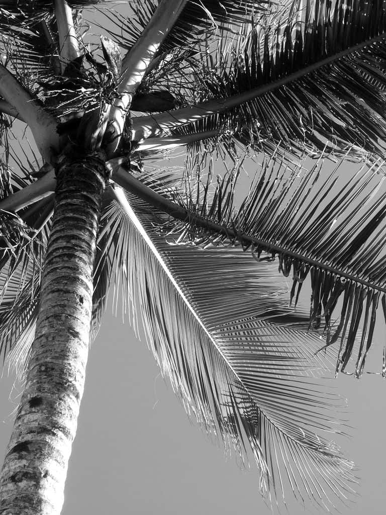 Friedvollerschwarz-weißer Palmenbaum Am Strand Wallpaper