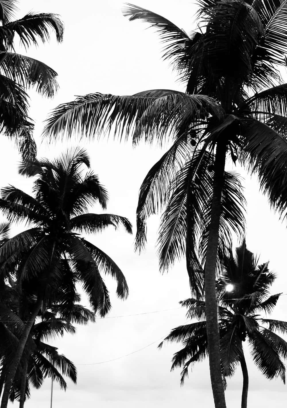 A Silhouette of a Palm Tree Against a Black and White Sunrise Wallpaper