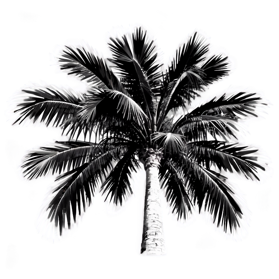 Black And White Palms Png Iwj PNG