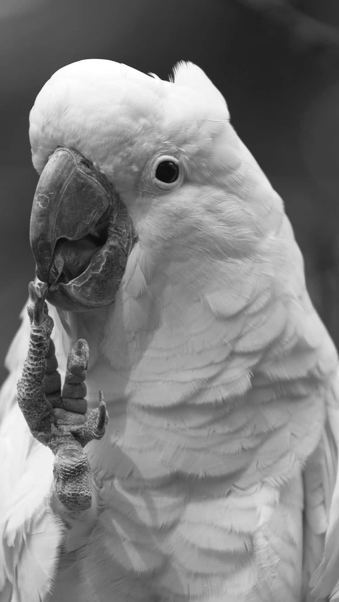 Black And White Parrot Eating Wallpaper