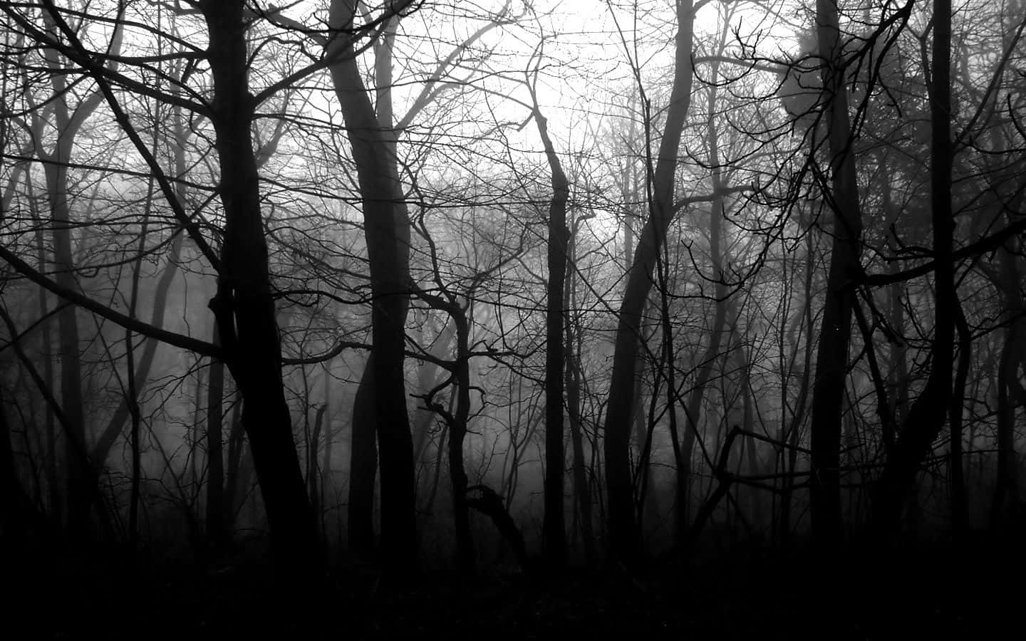 Black And White PC Forest Wallpaper
