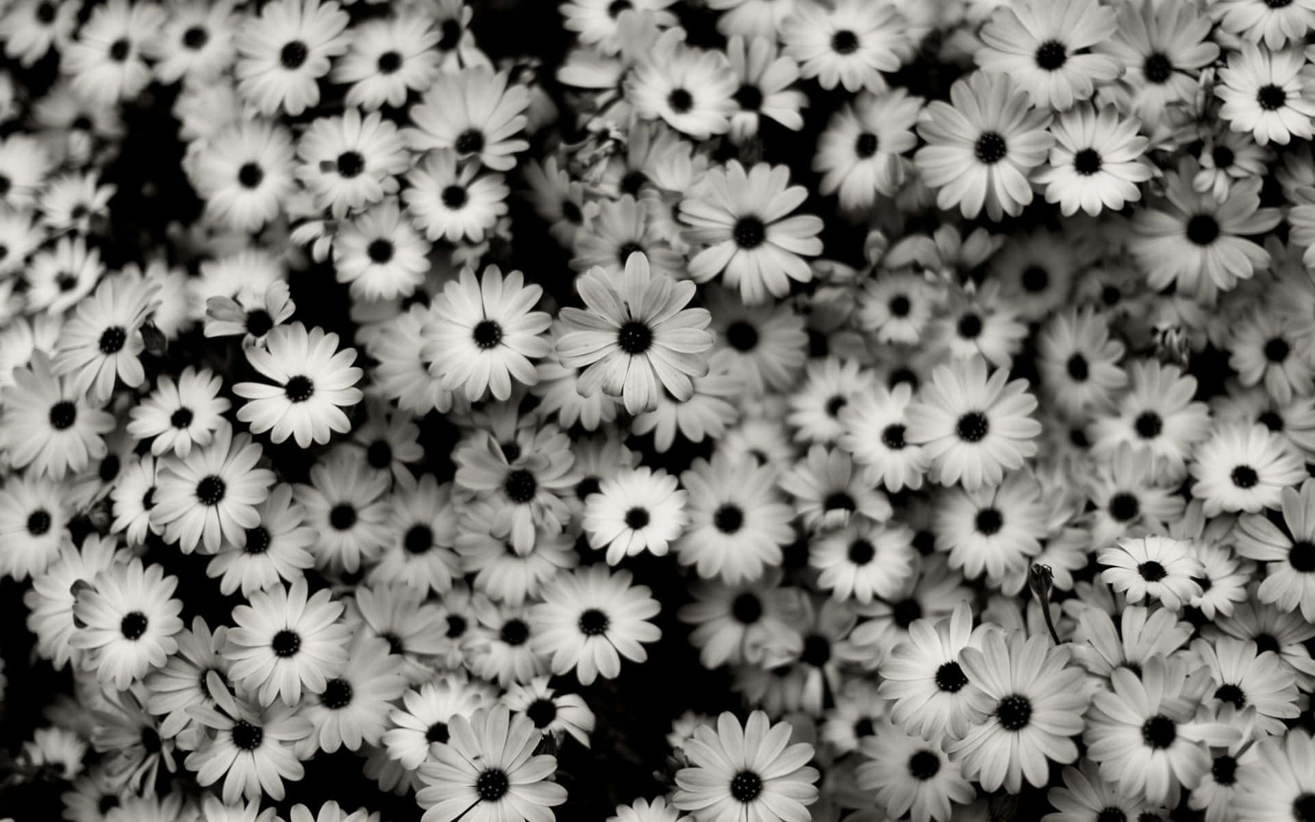 Sort og hvid foto af en bunke af blomster Wallpaper