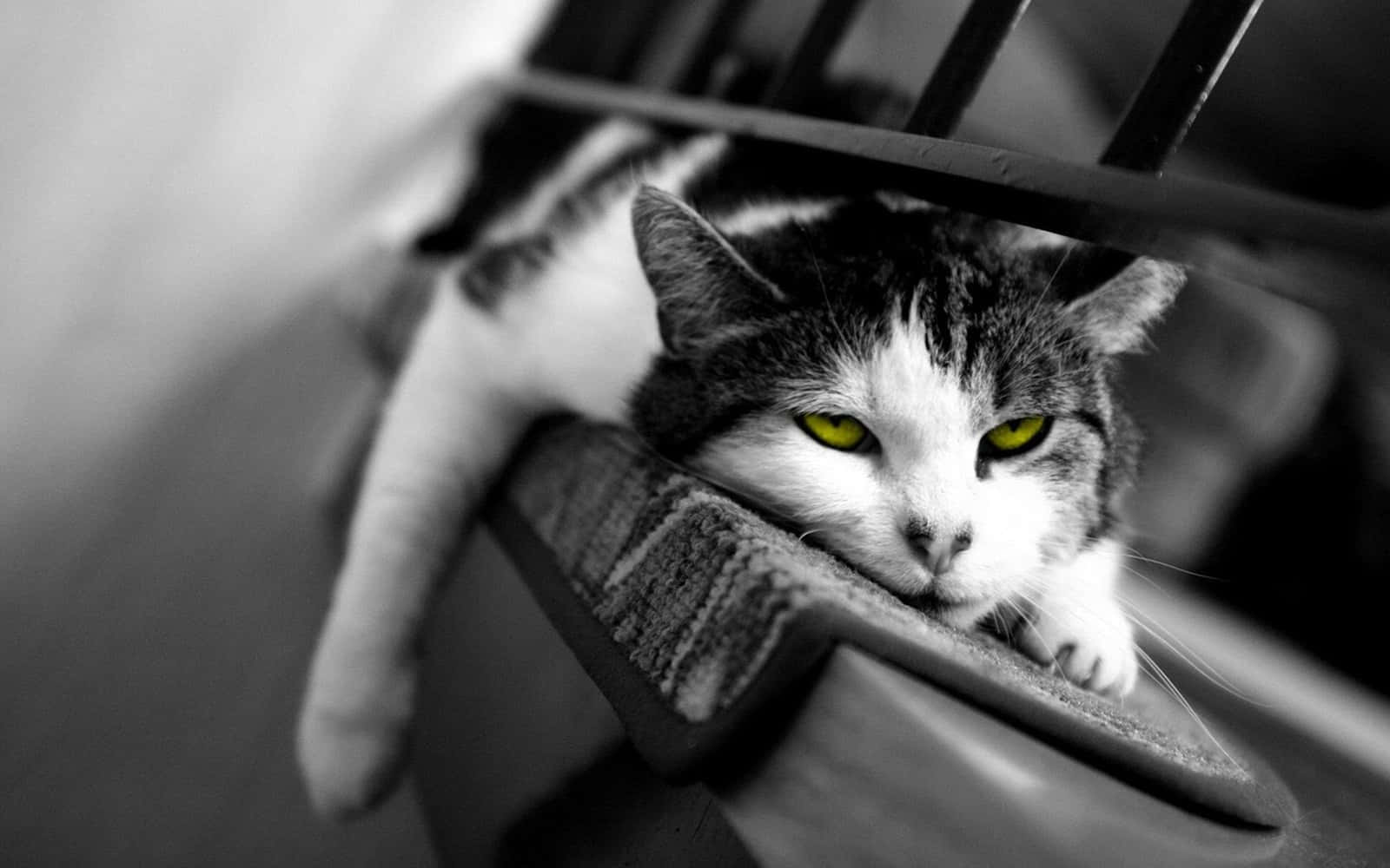 Black And White Pc Cat With Green Eyes Wallpaper