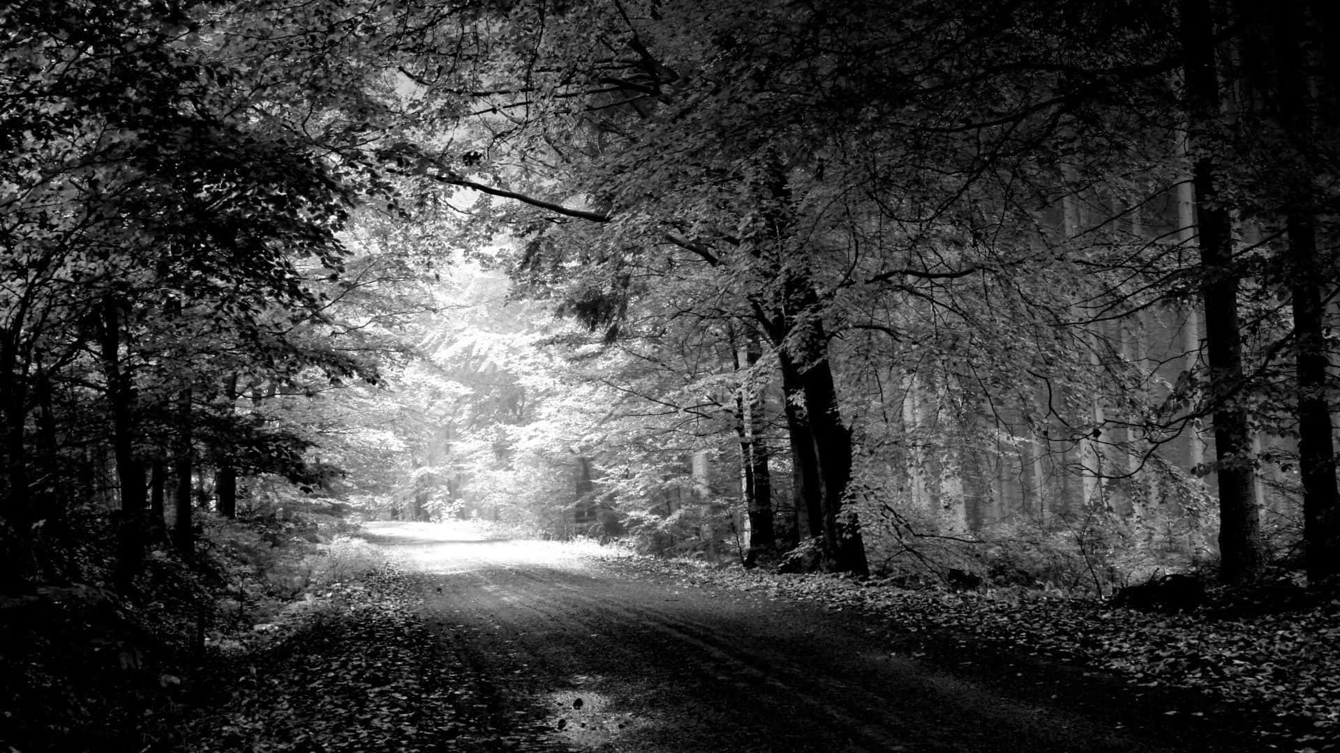 Black And White Pc Forest Road Wallpaper