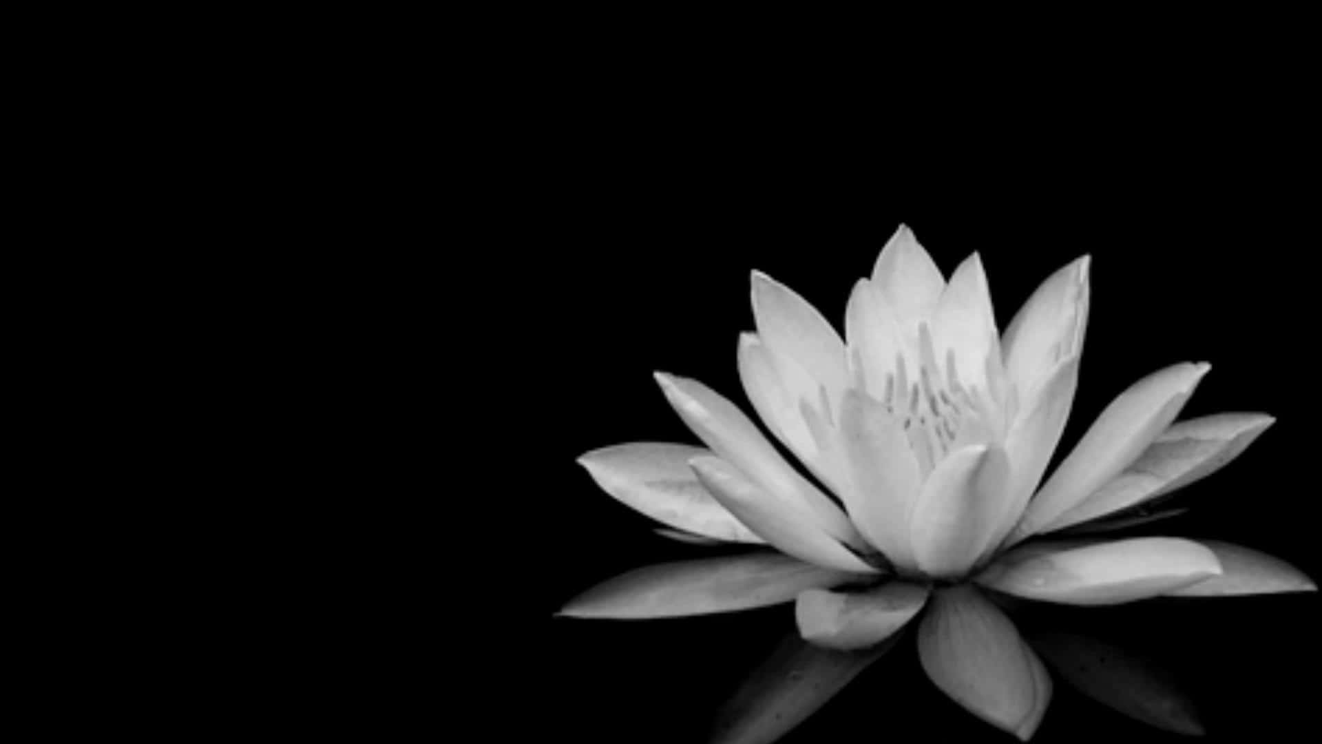 Black And White PC Lotus Flower Wallpaper